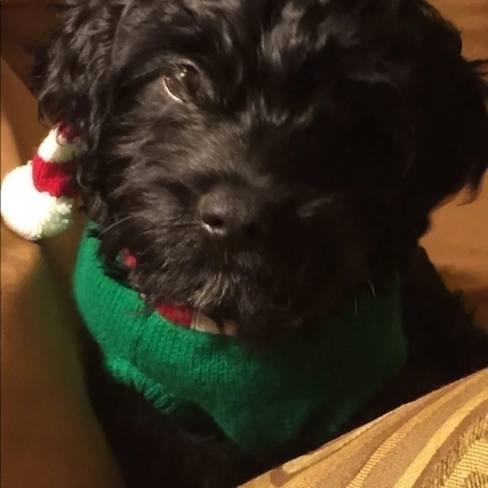 Christmas dog outfit